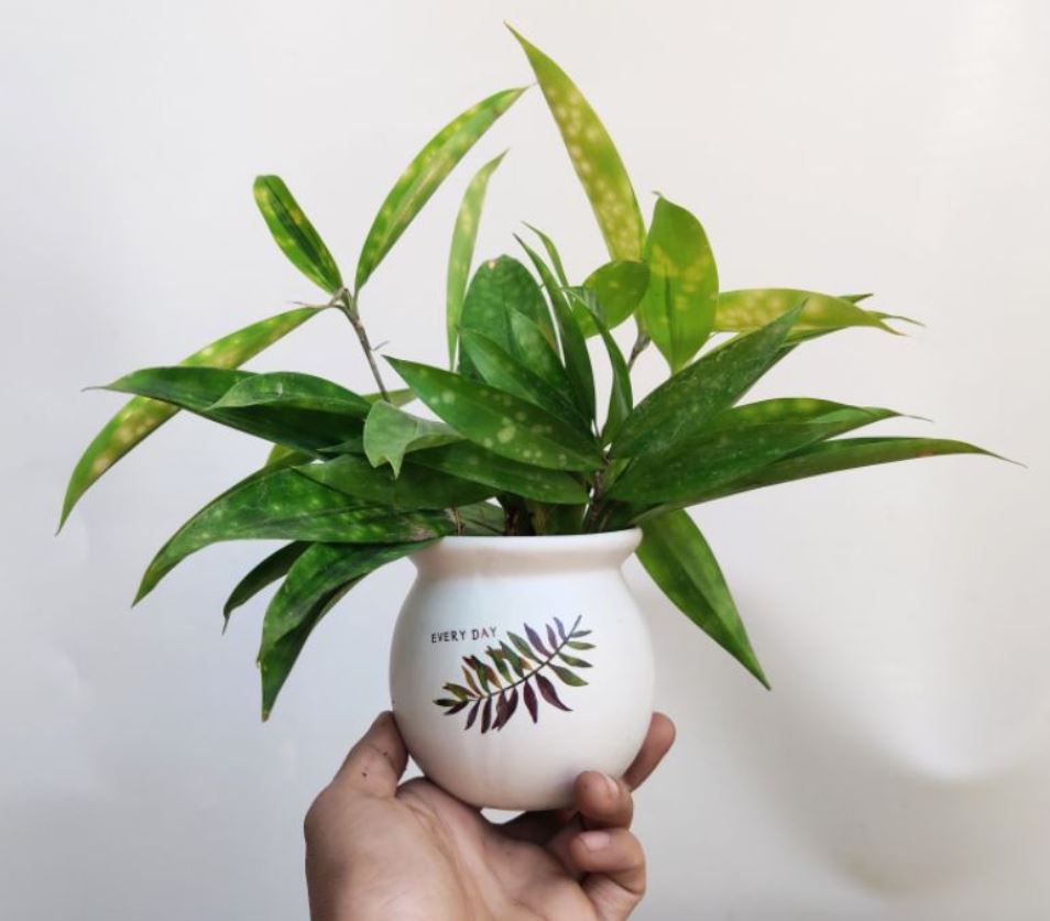 Cách trồng cây Trúc Nhật Vàng